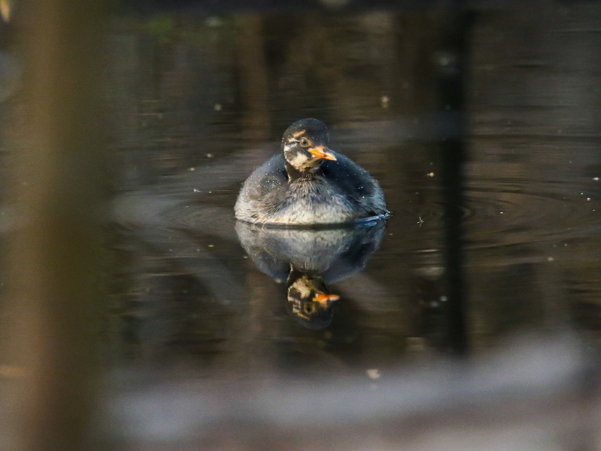 Little Grebe - ML647008121