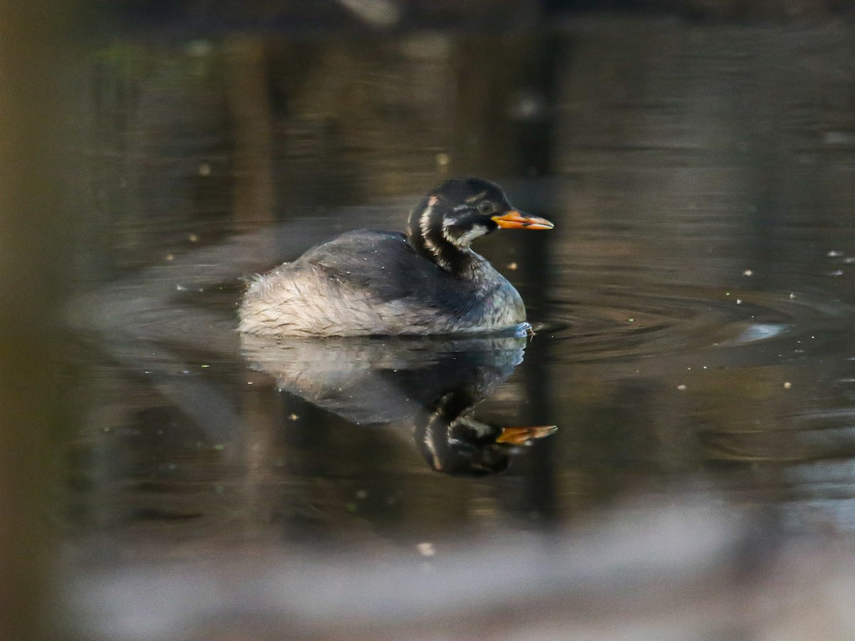 Little Grebe - ML647008122
