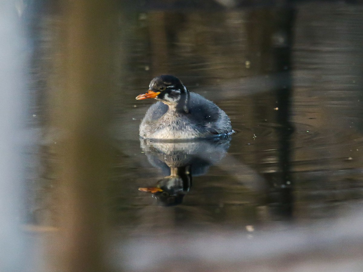 Little Grebe - ML647008123