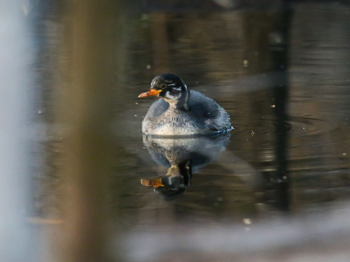 Little Grebe - ML647008124
