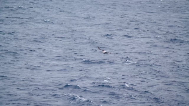 Antipodean Albatross (New Zealand) - ML647008127