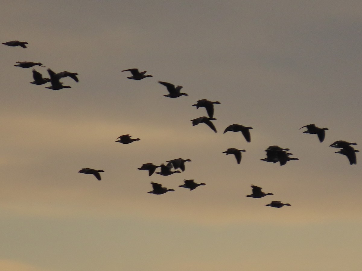 berneška malá - ML647008132