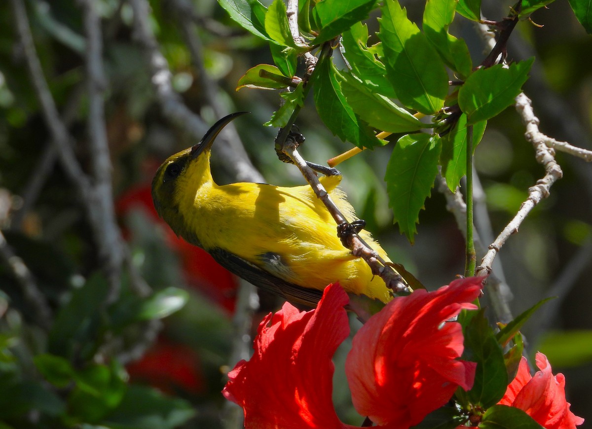 Sahul Sunbird - ML647008133