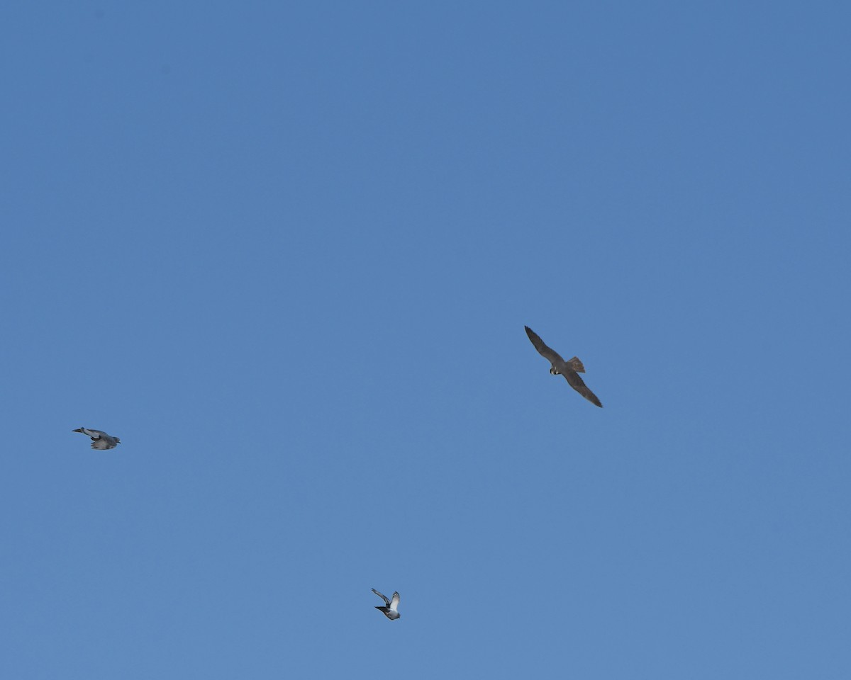 sokol stěhovavý - ML647008134