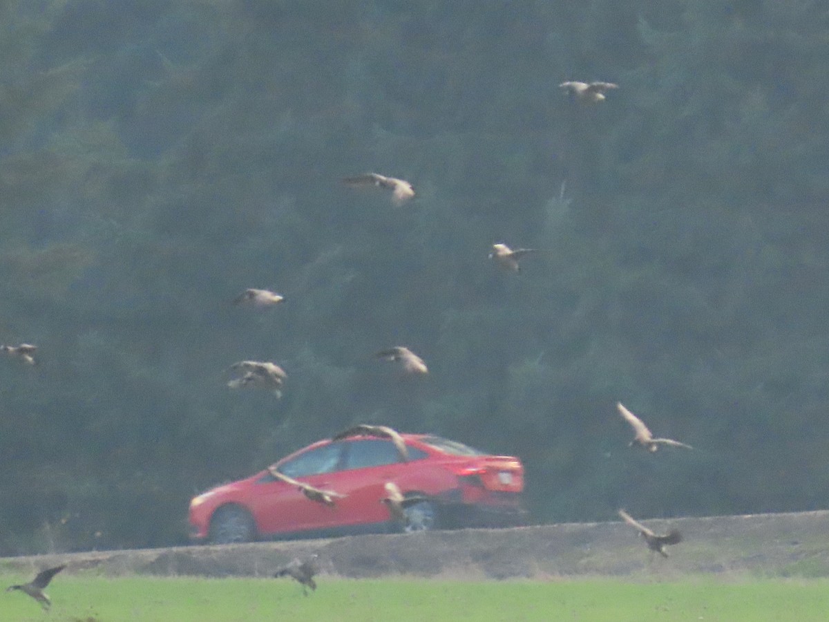 berneška malá - ML647008136