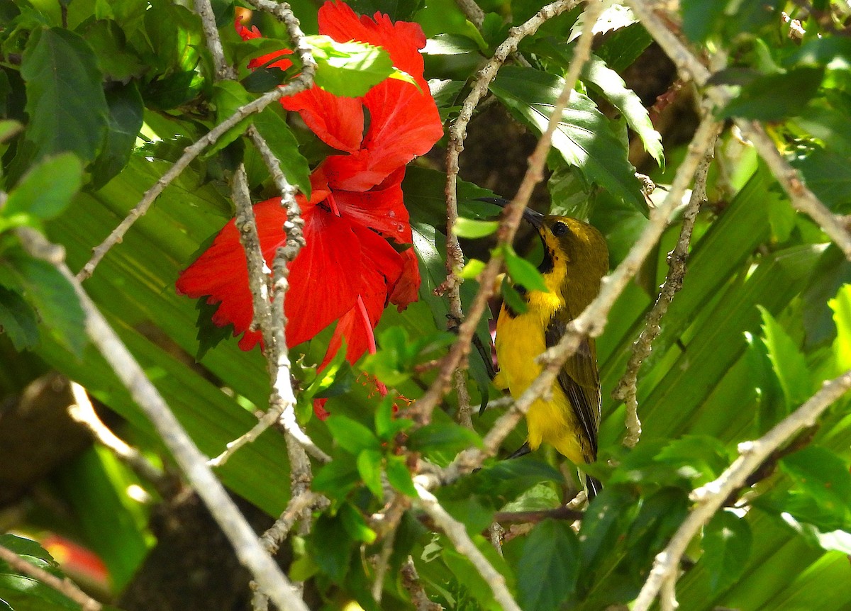 Sahul Sunbird - ML647008137