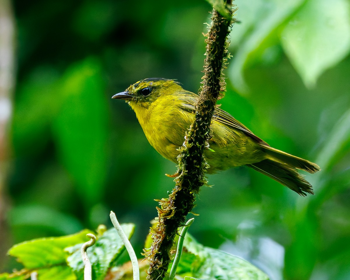 Çoko Ötleğeni - ML647008143