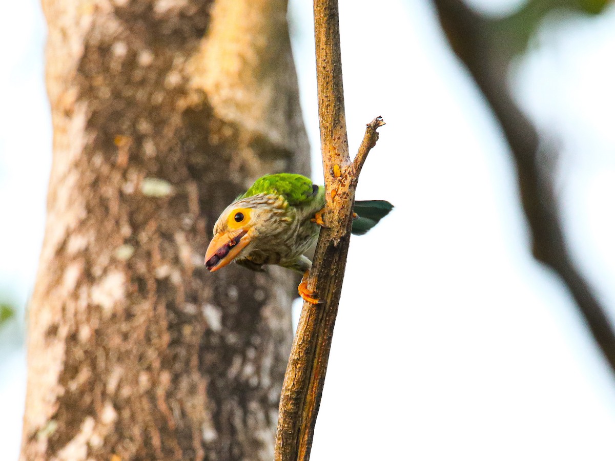 Lineated Barbet - ML647008144