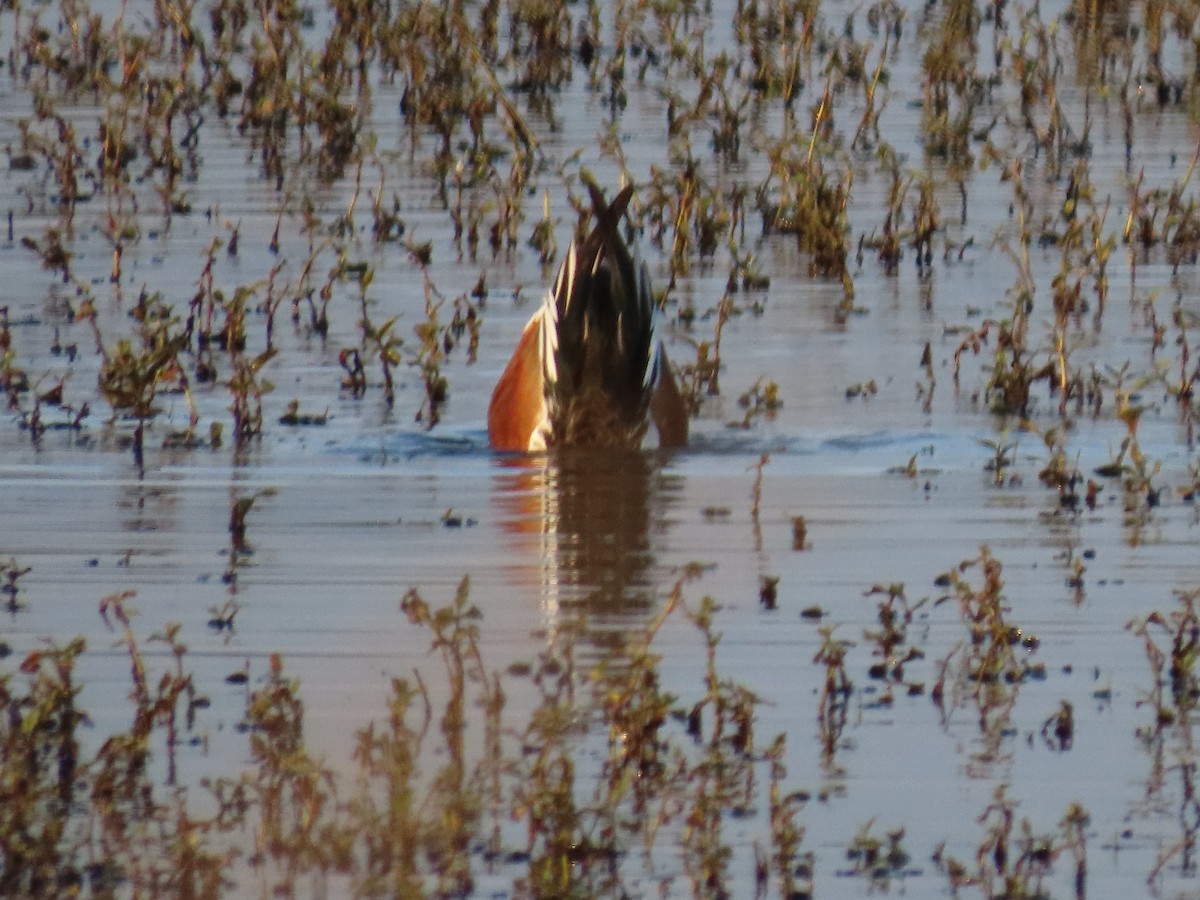 Northern Shoveler - ML647008145