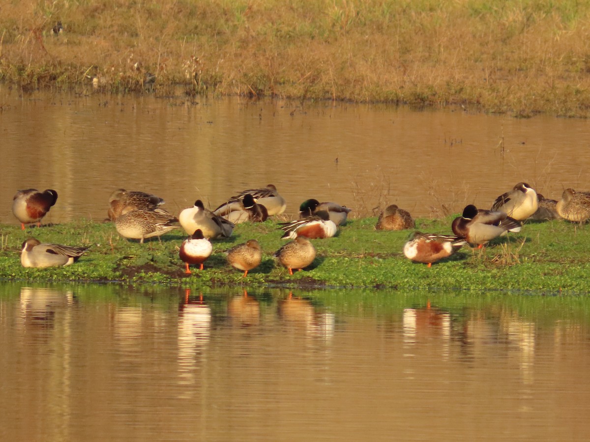 Northern Shoveler - ML647008146