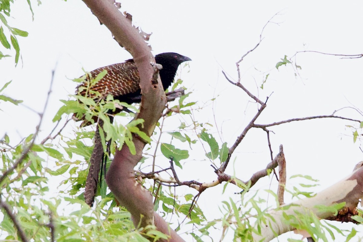Coucal faisan - ML647008152