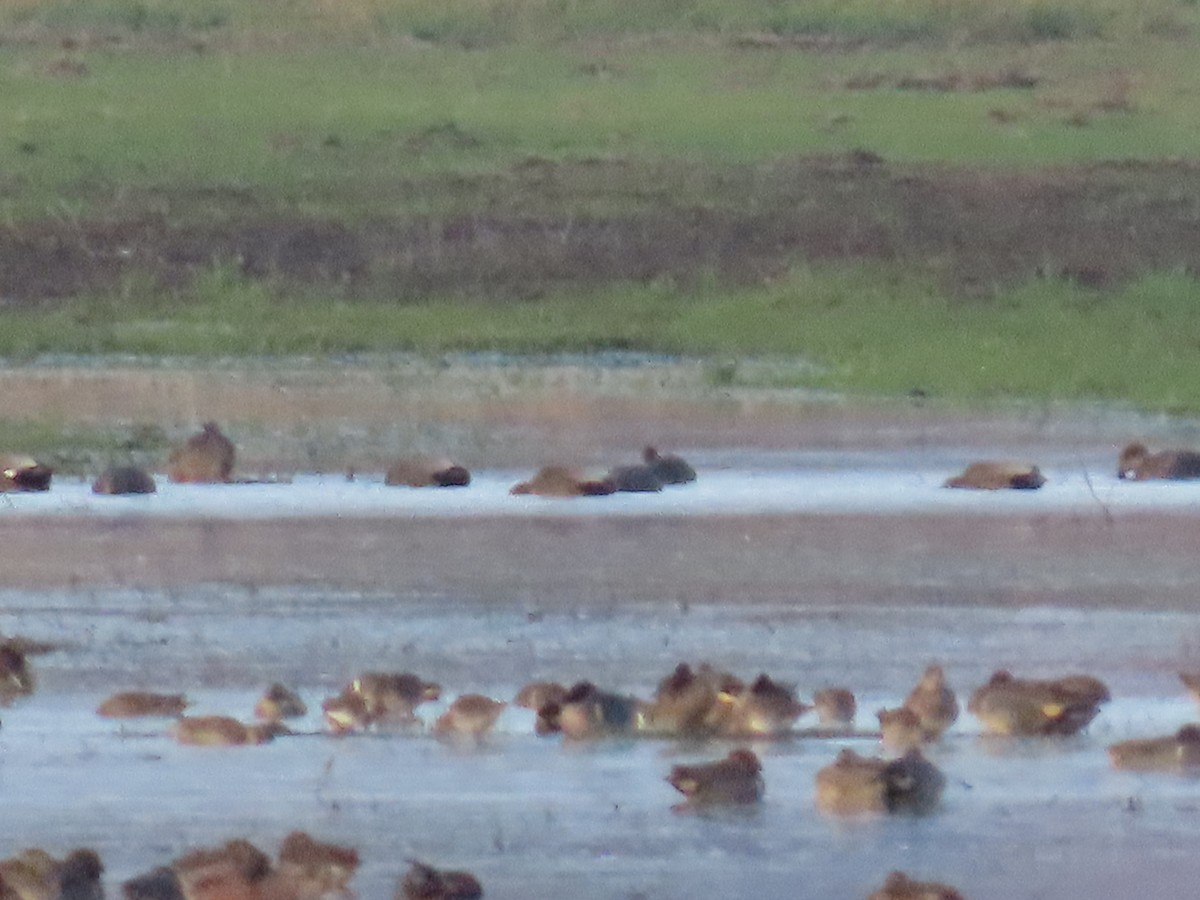 オカヨシガモ - ML647008153