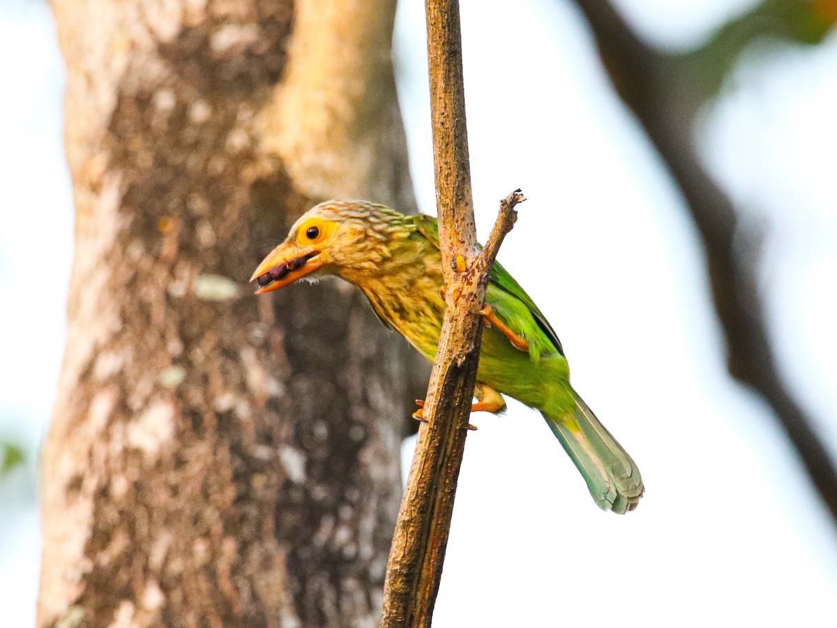 Lineated Barbet - ML647008154