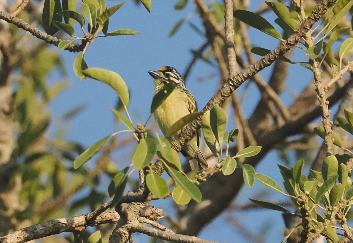 vousáček zlatočelý - ML647008160