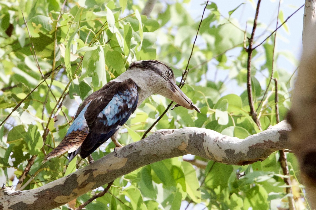 Кукабара синьокрила - ML647008164