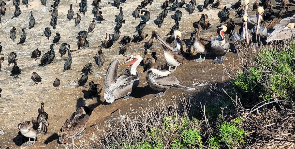 Brown Pelican (California) - ML647008166