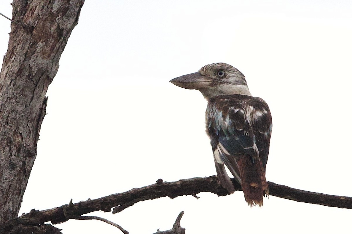 Кукабара синьокрила - ML647008170