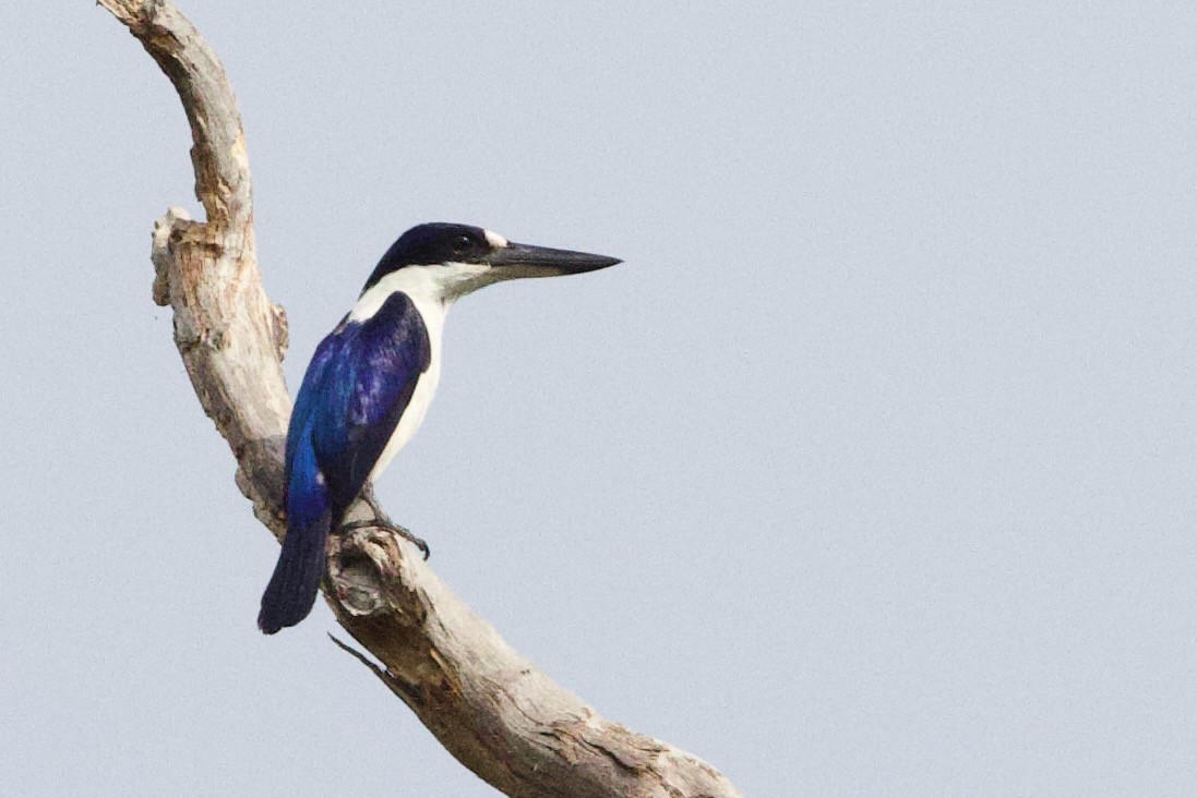 Forest Kingfisher - ML647008173