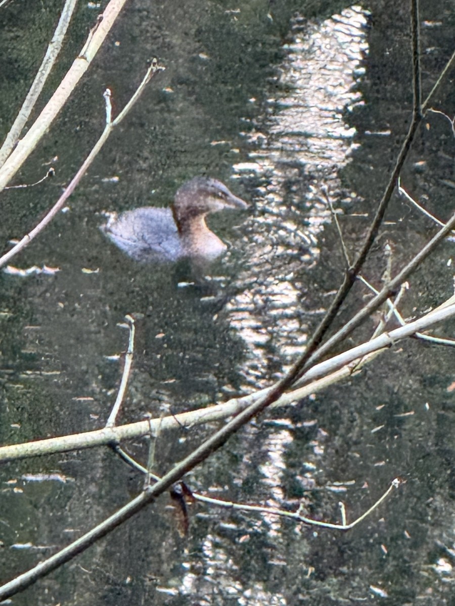 Pied-billed Grebe - ML647008174