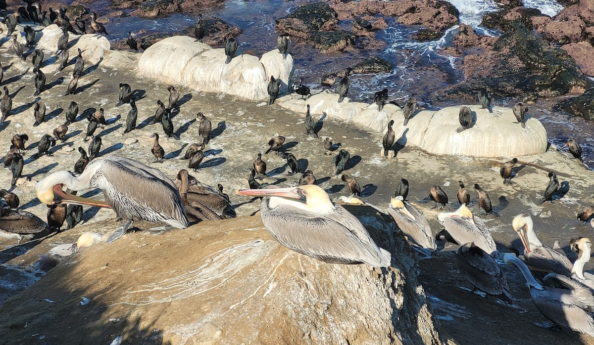 Brown Pelican (California) - ML647008177