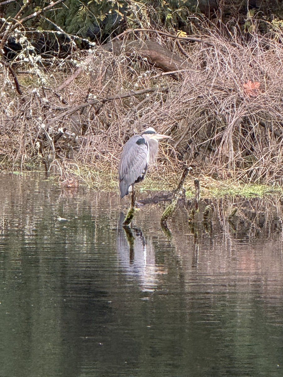 Great Blue Heron - ML647008179