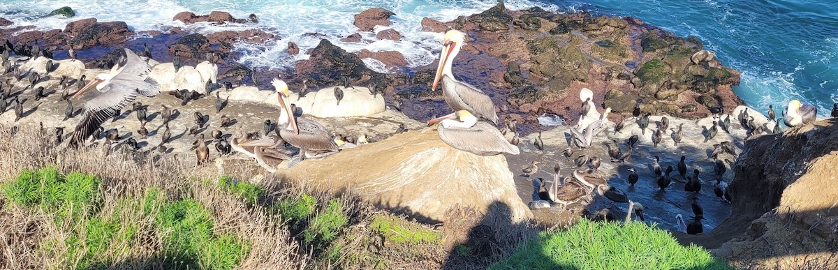 Brown Pelican (California) - ML647008187
