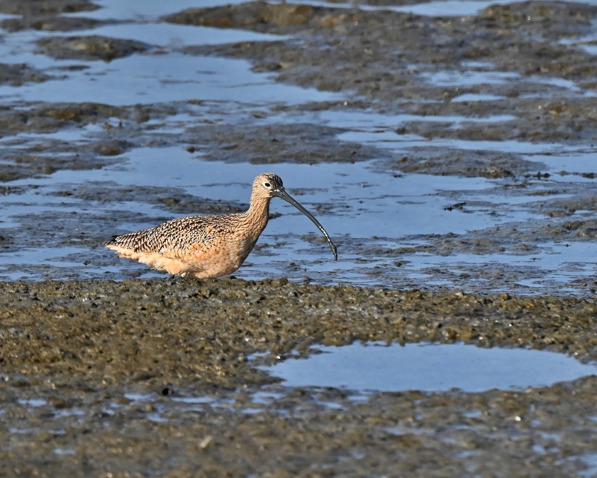 Кульон американський - ML647008194