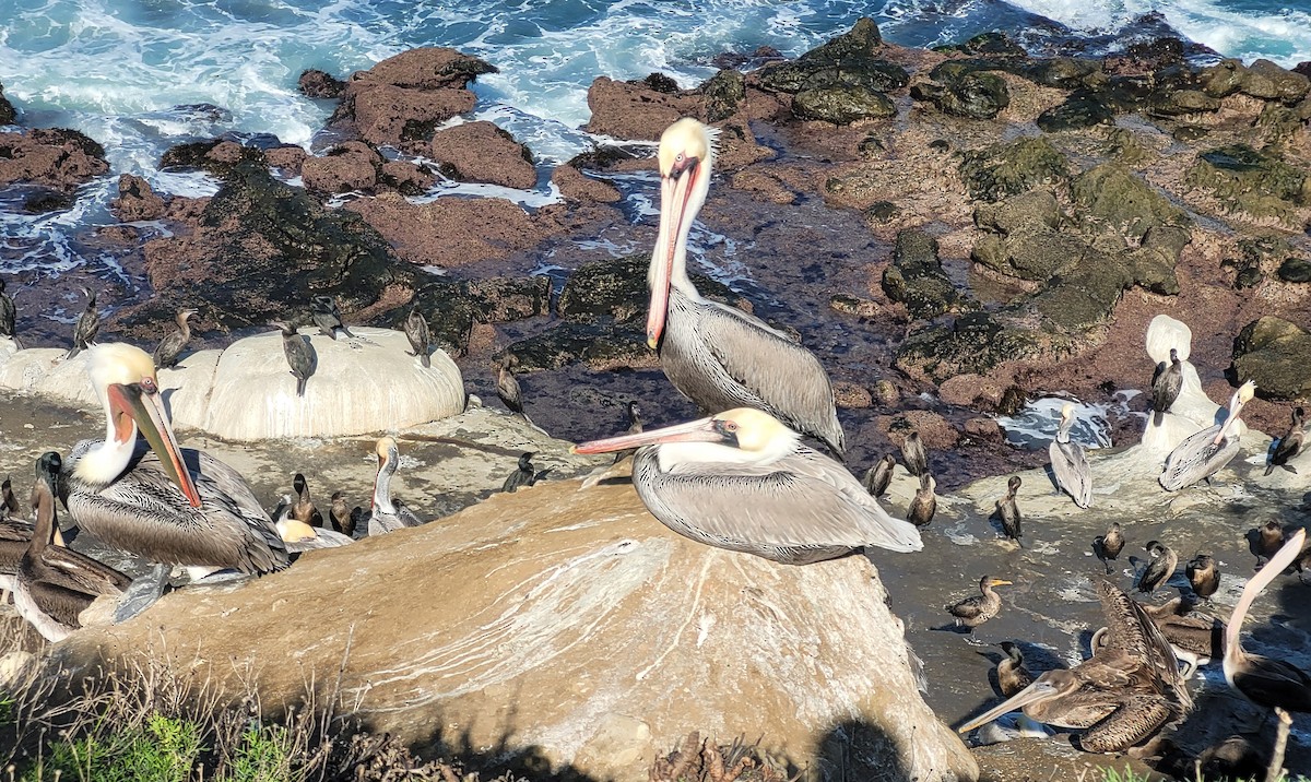 Brown Pelican (California) - ML647008195