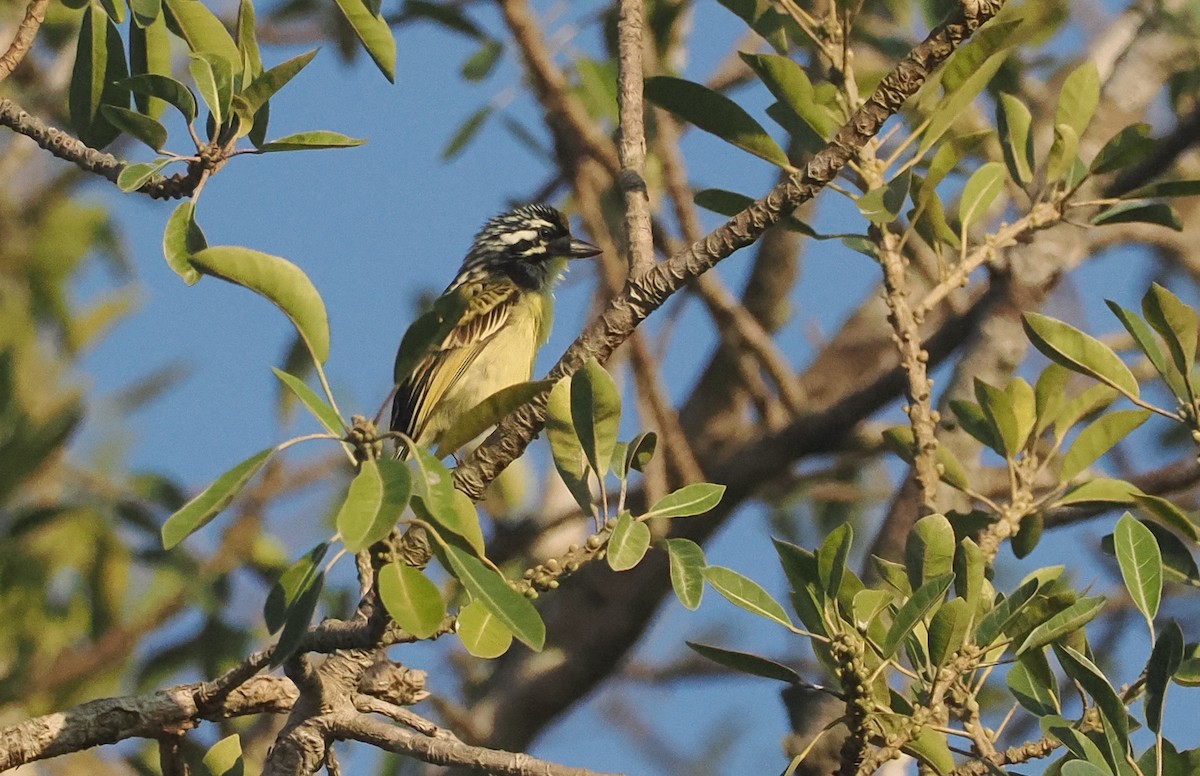 vousáček zlatočelý - ML647008196