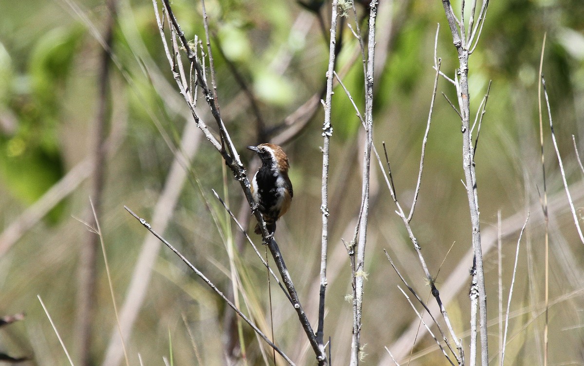 Pas Sırtlı Karıncakuşu - ML647008200