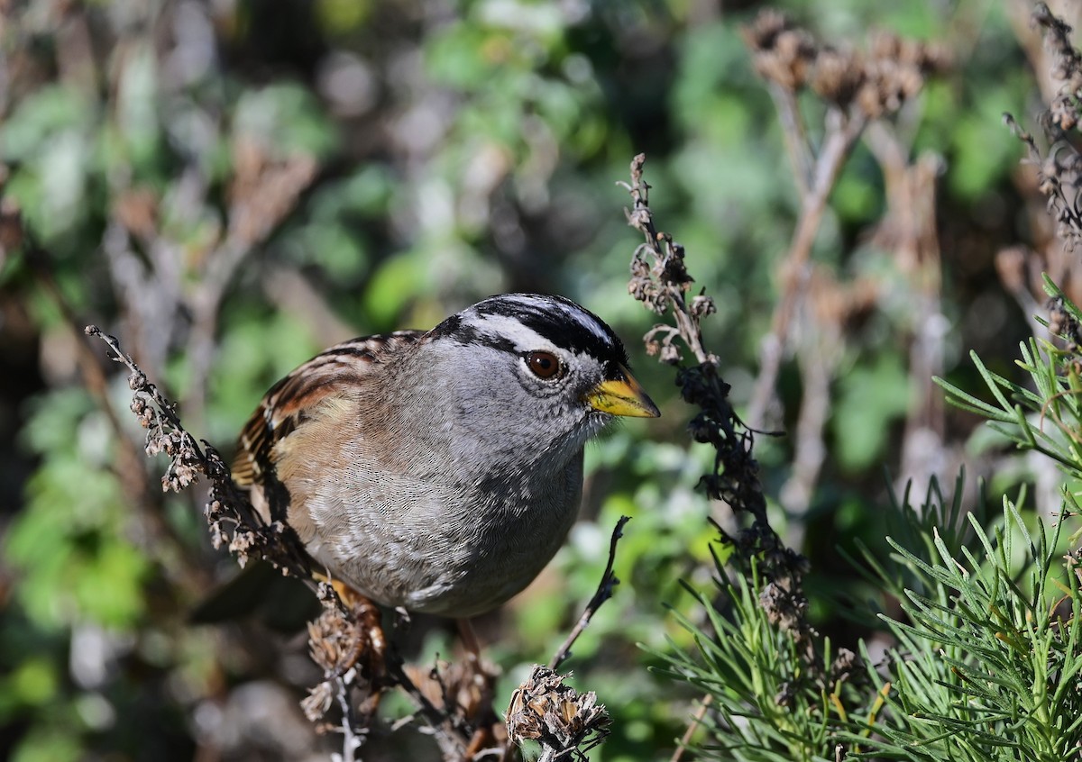 Dachsammer - ML647008205