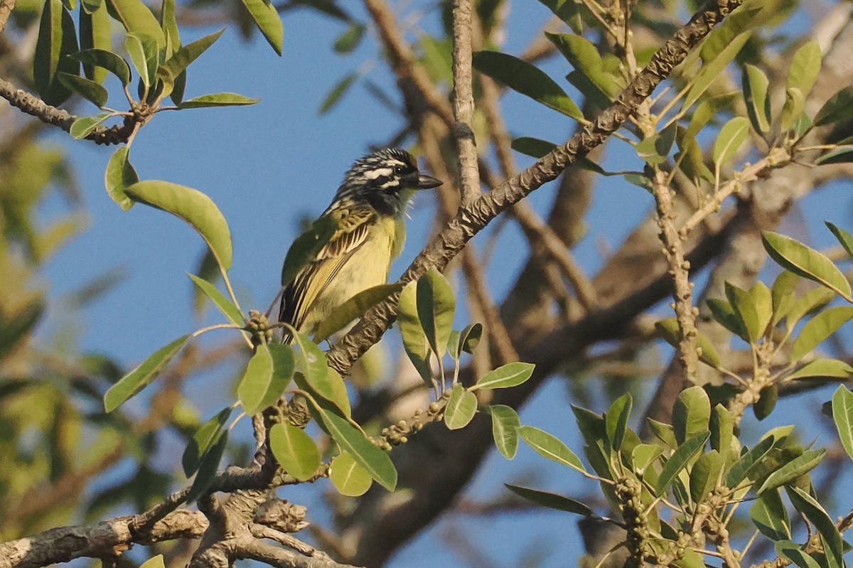 vousáček zlatočelý - ML647008206