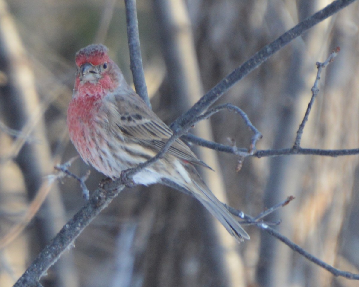 Чечевиця садова - ML647008208
