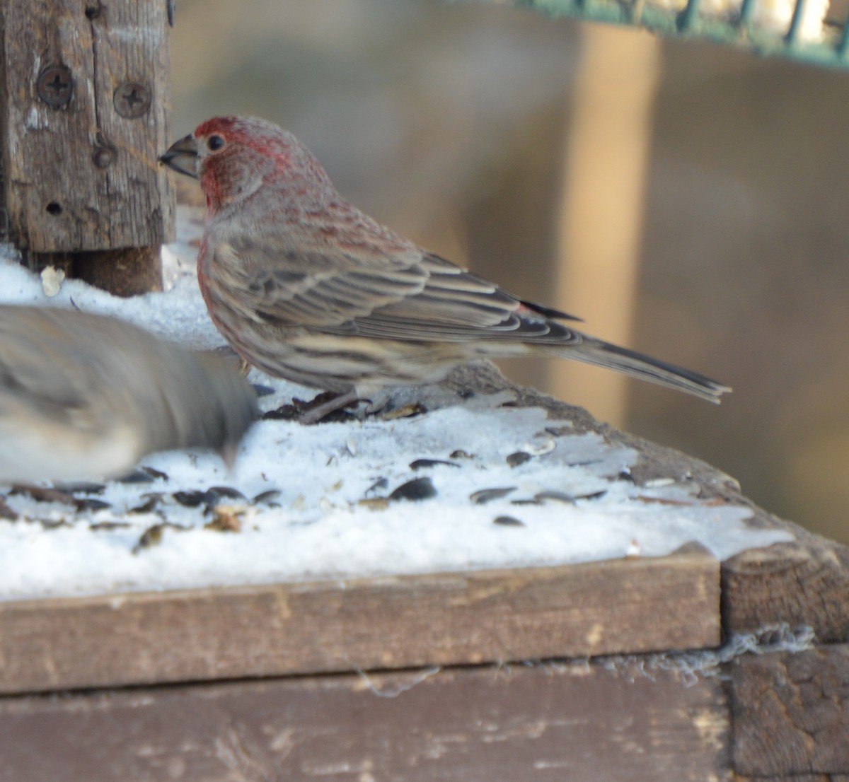 Чечевиця садова - ML647008209