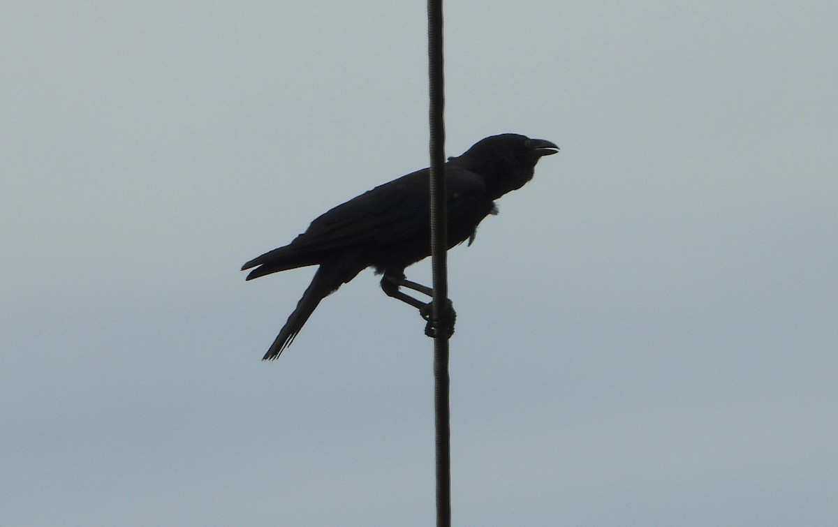 Torresian Crow - ML647008211