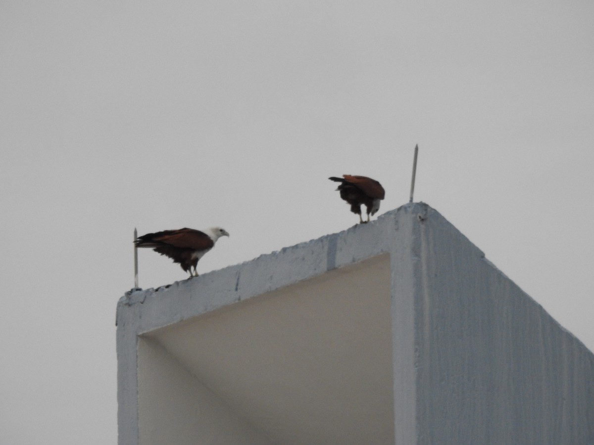 Brahman Çaylağı - ML647008212