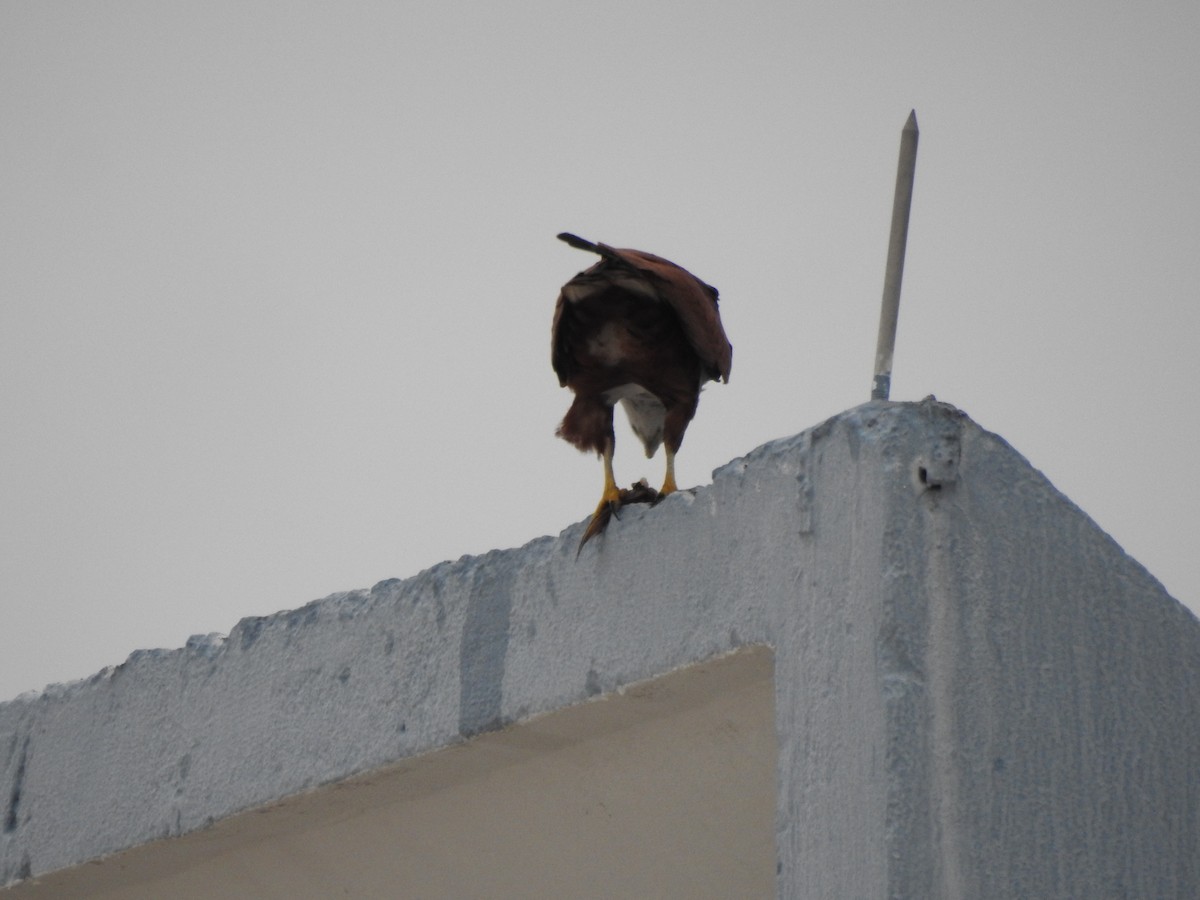 Brahman Çaylağı - ML647008213