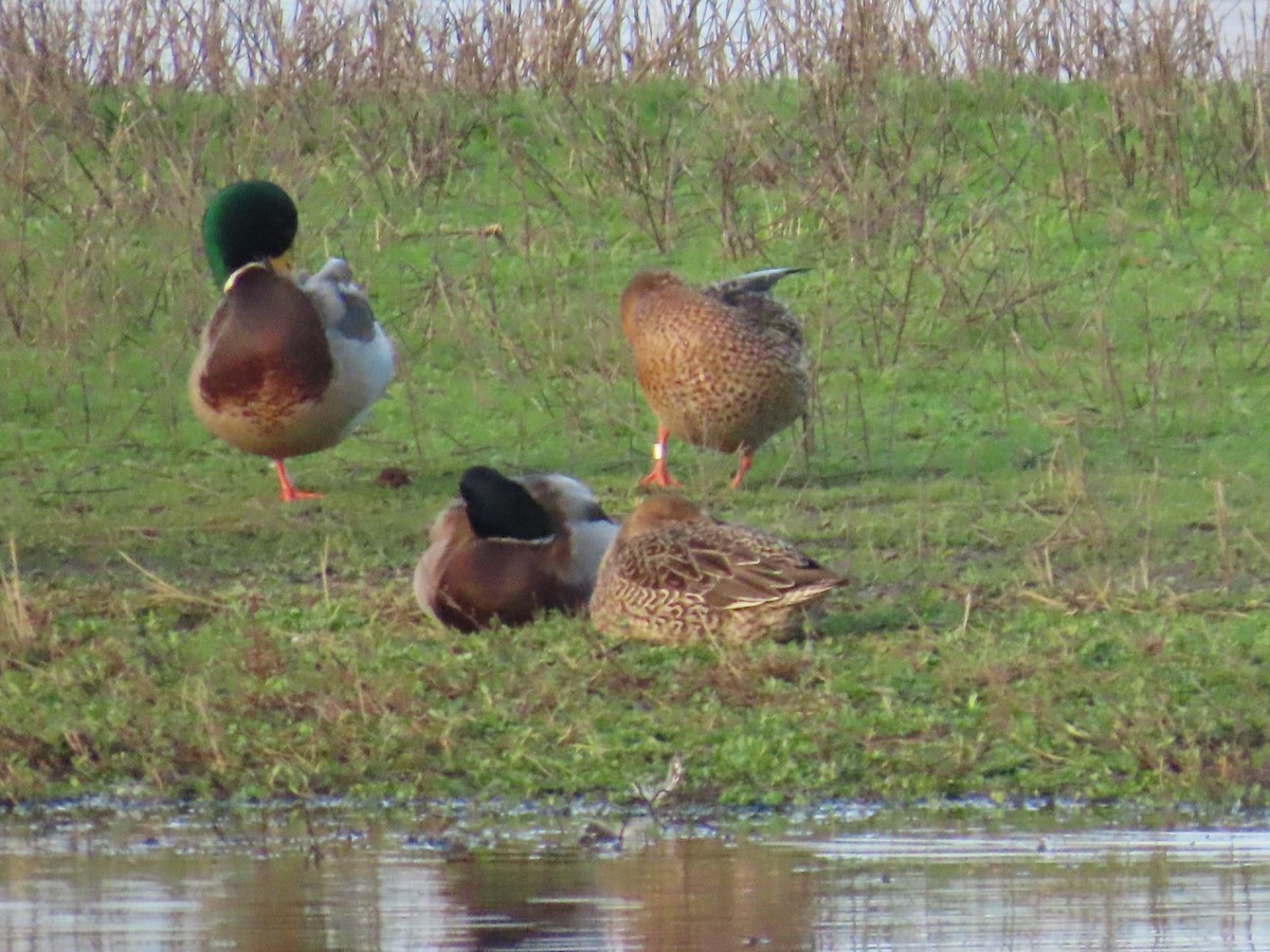 Mallard - ML647008214