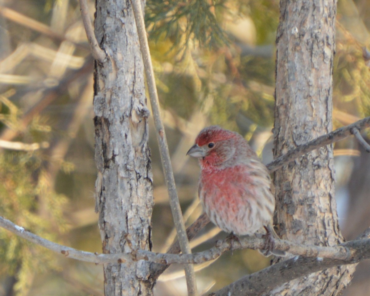 Чечевиця садова - ML647008215