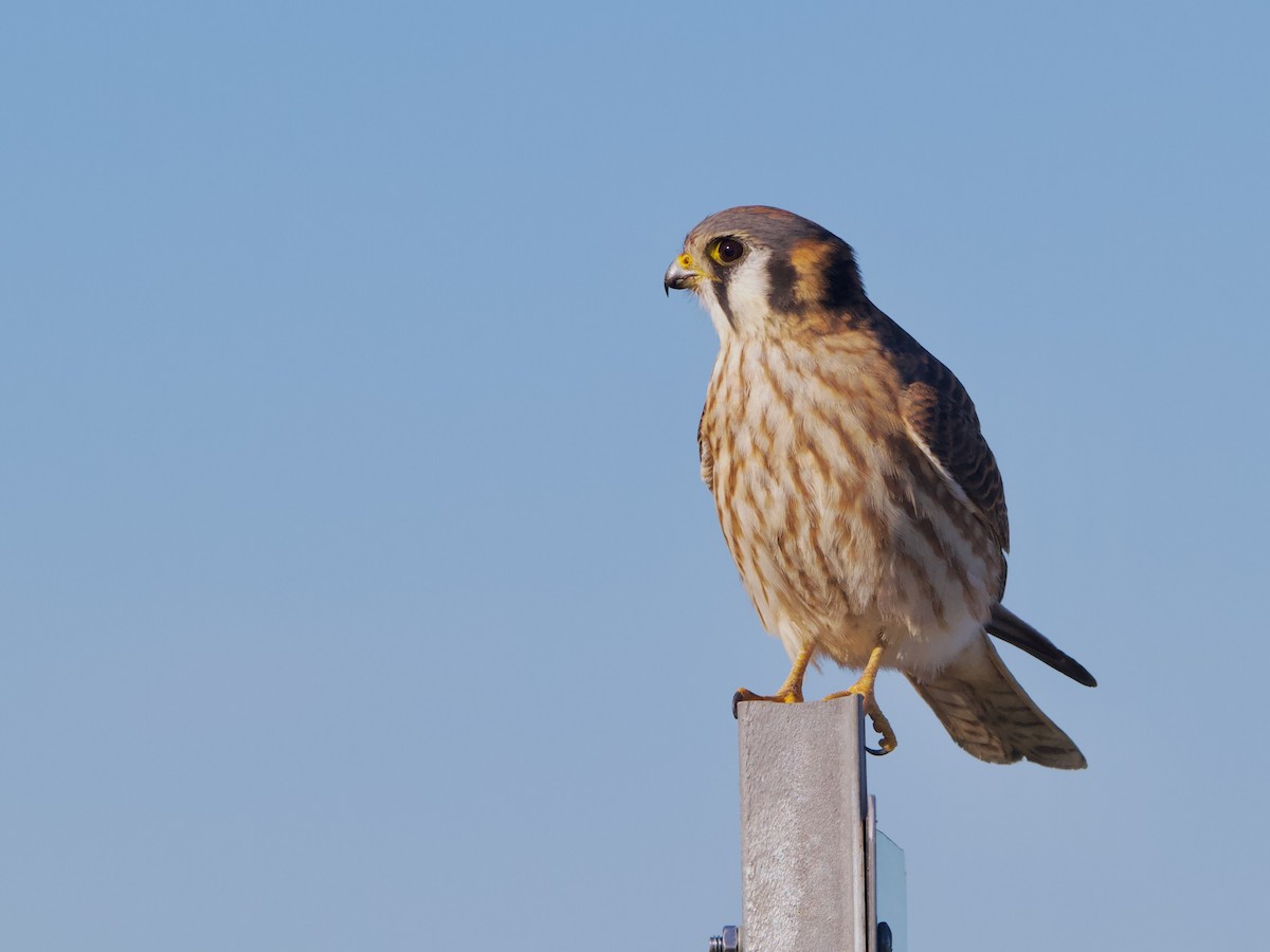 American Kestrel - ML647008217