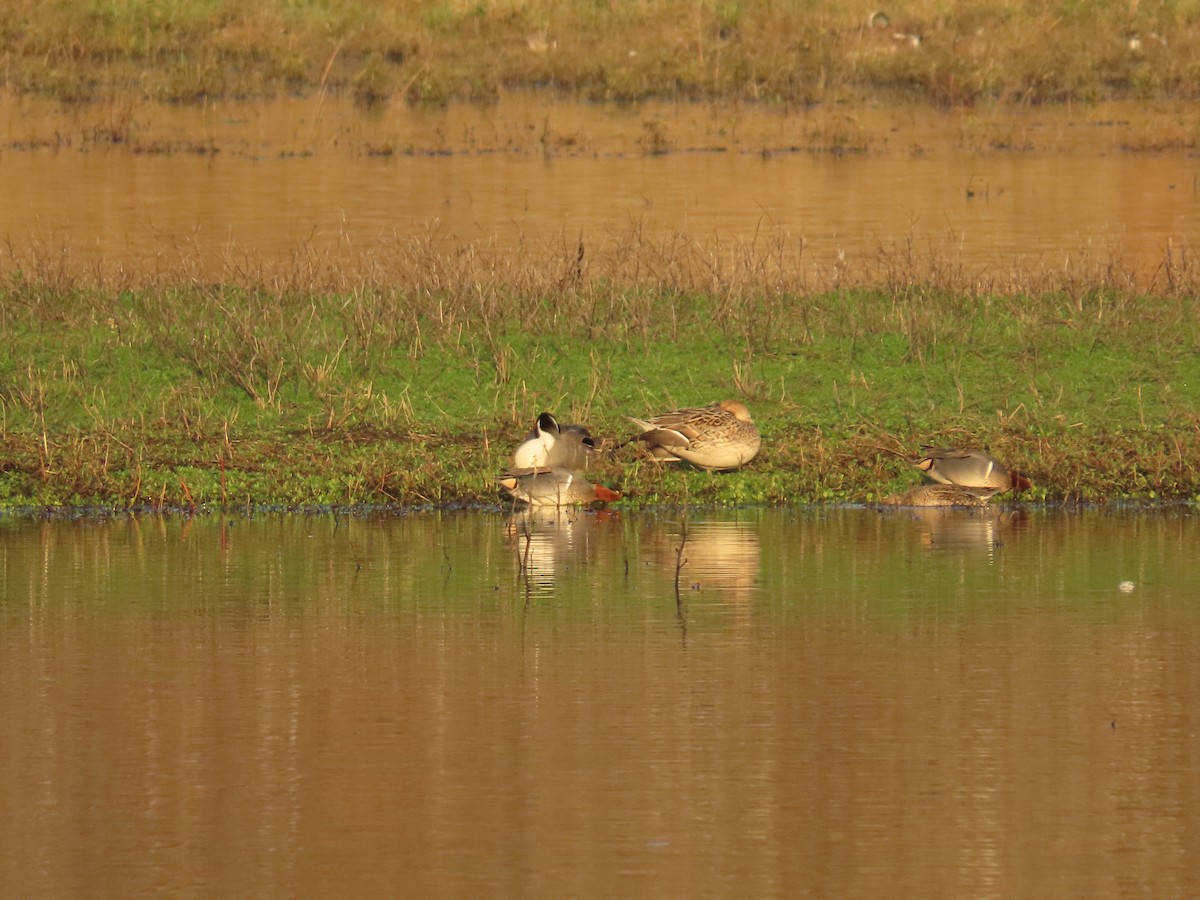 Green-winged Teal - ML647008231
