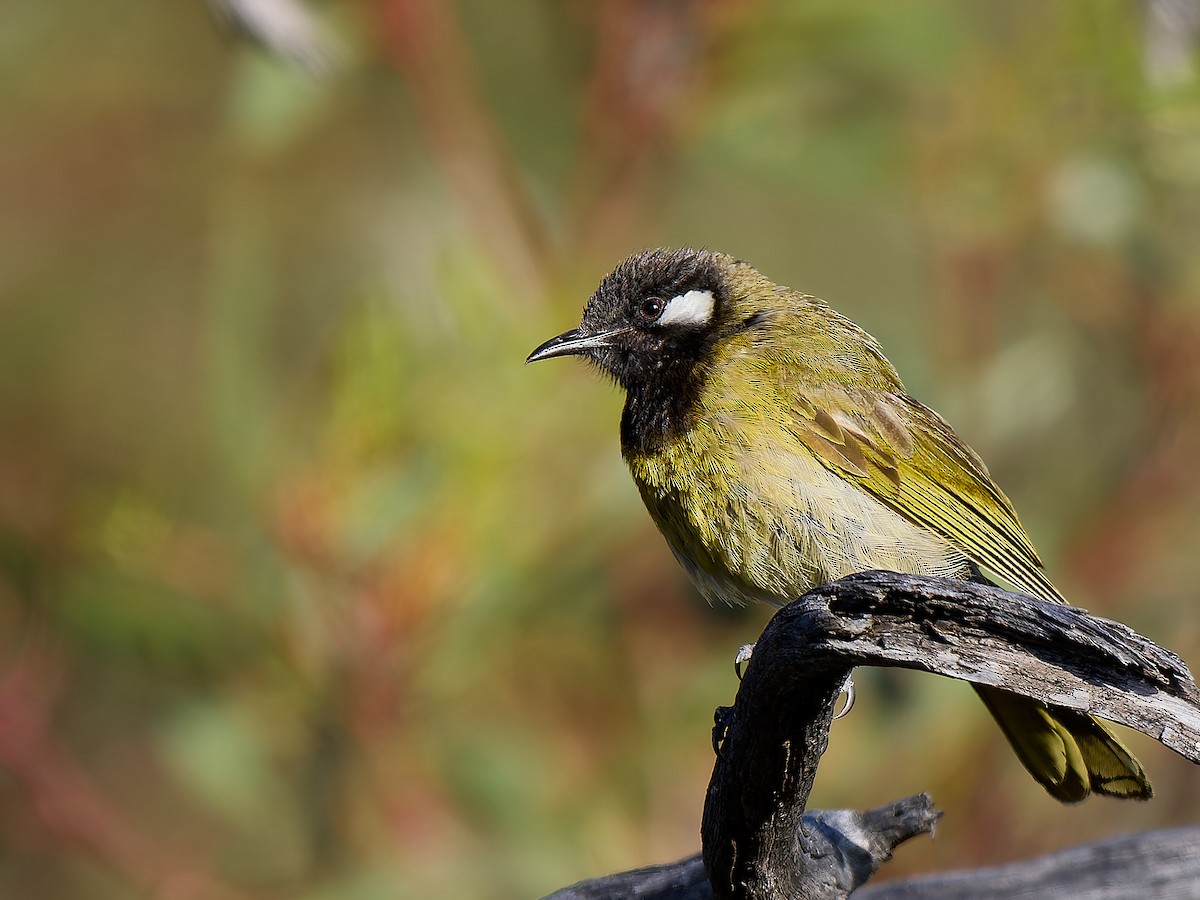 Méliphage leucotique - ML647008233