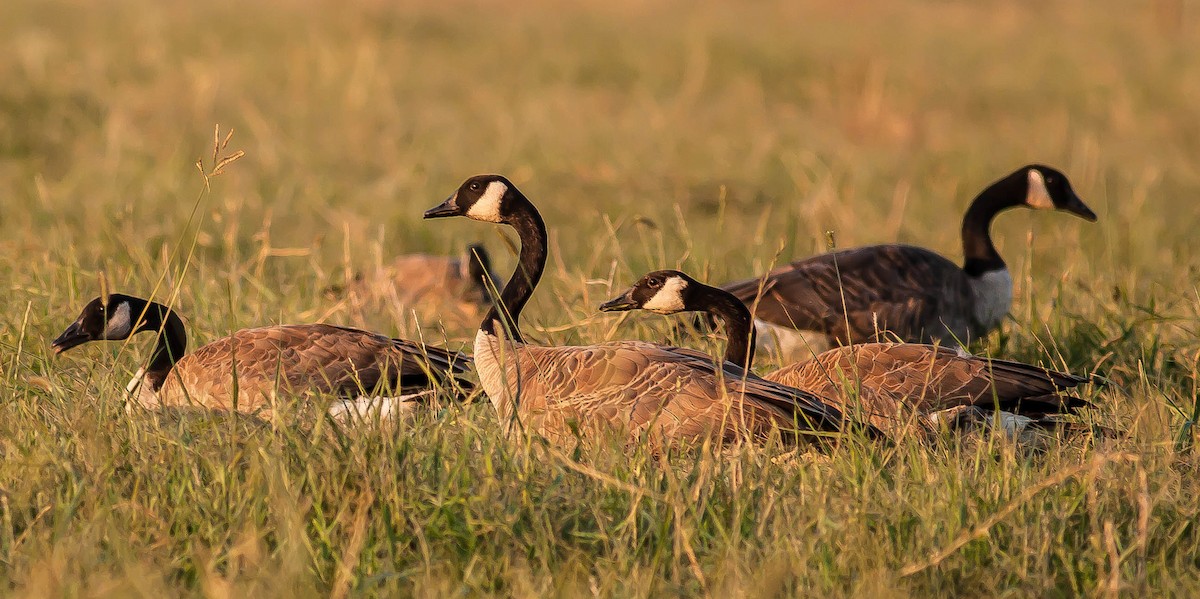 Казарка канадська - ML647008234