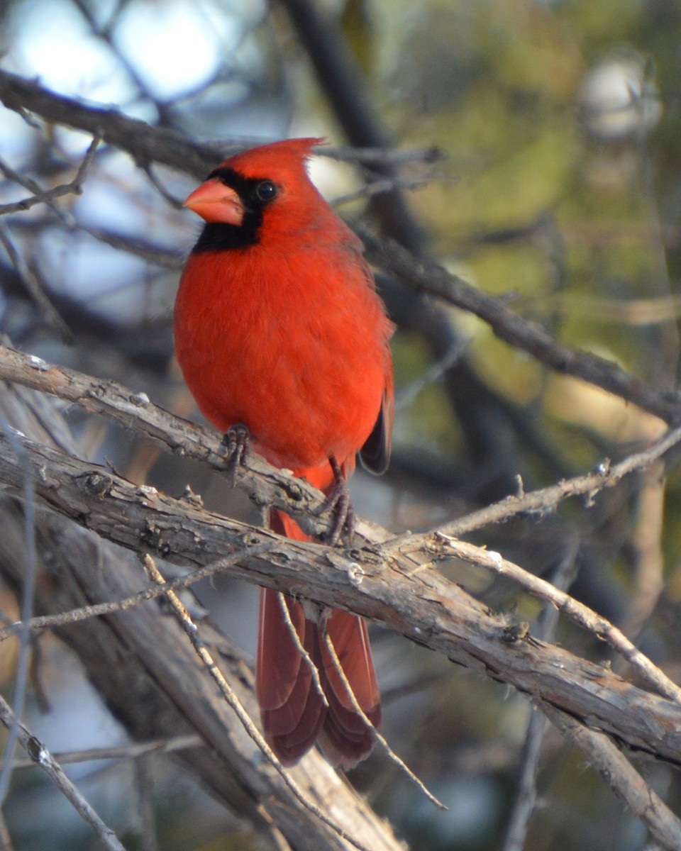 Cardinal rouge - ML647008237
