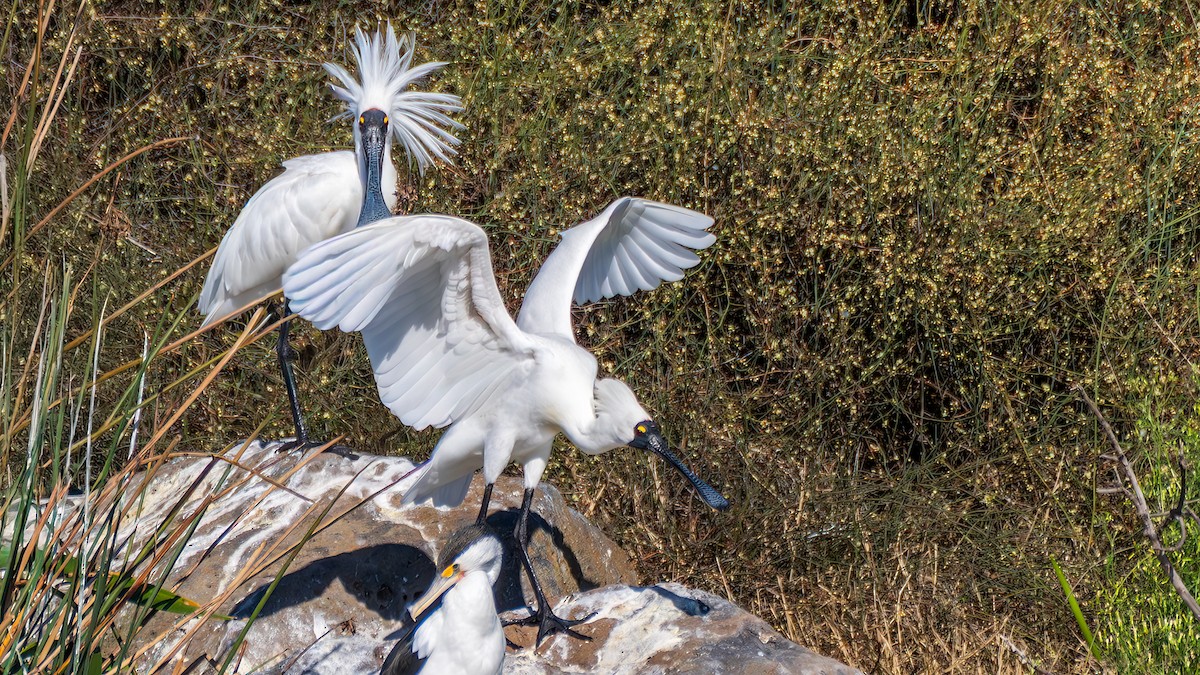 Косар королівський - ML647008239