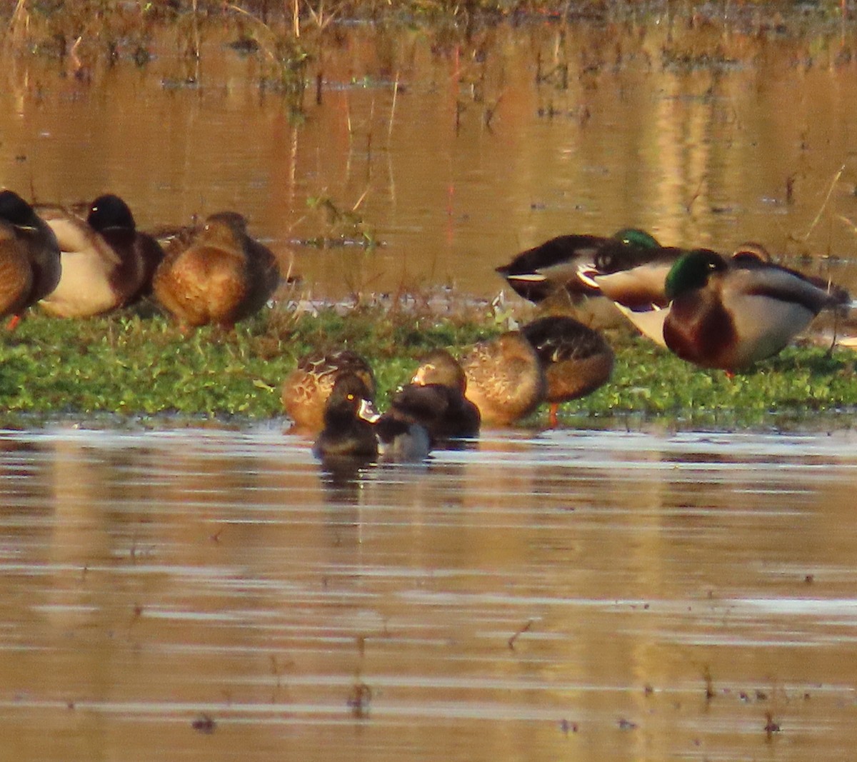 Ring-necked Duck - ML647008240