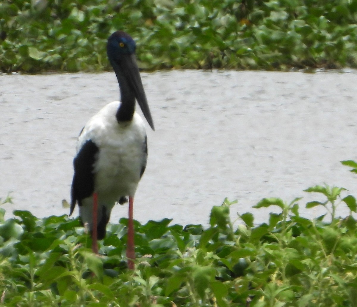 Black-necked Stork - ML647008242