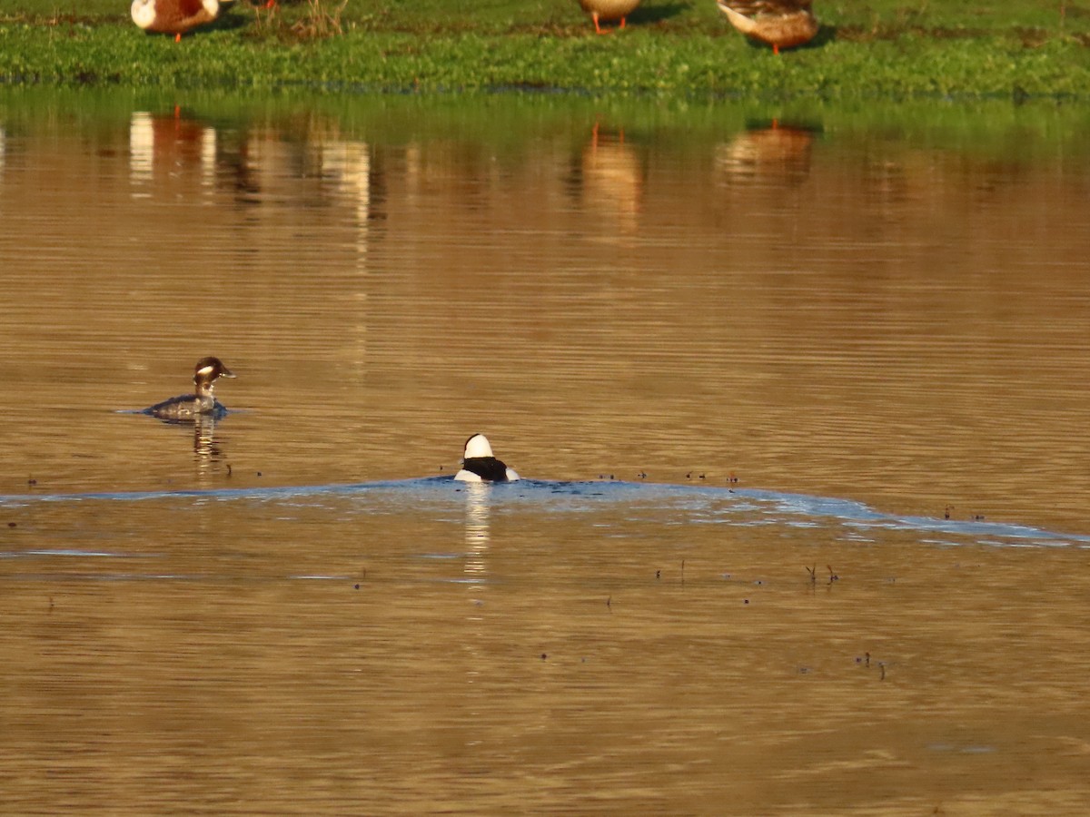 Bufflehead - ML647008244