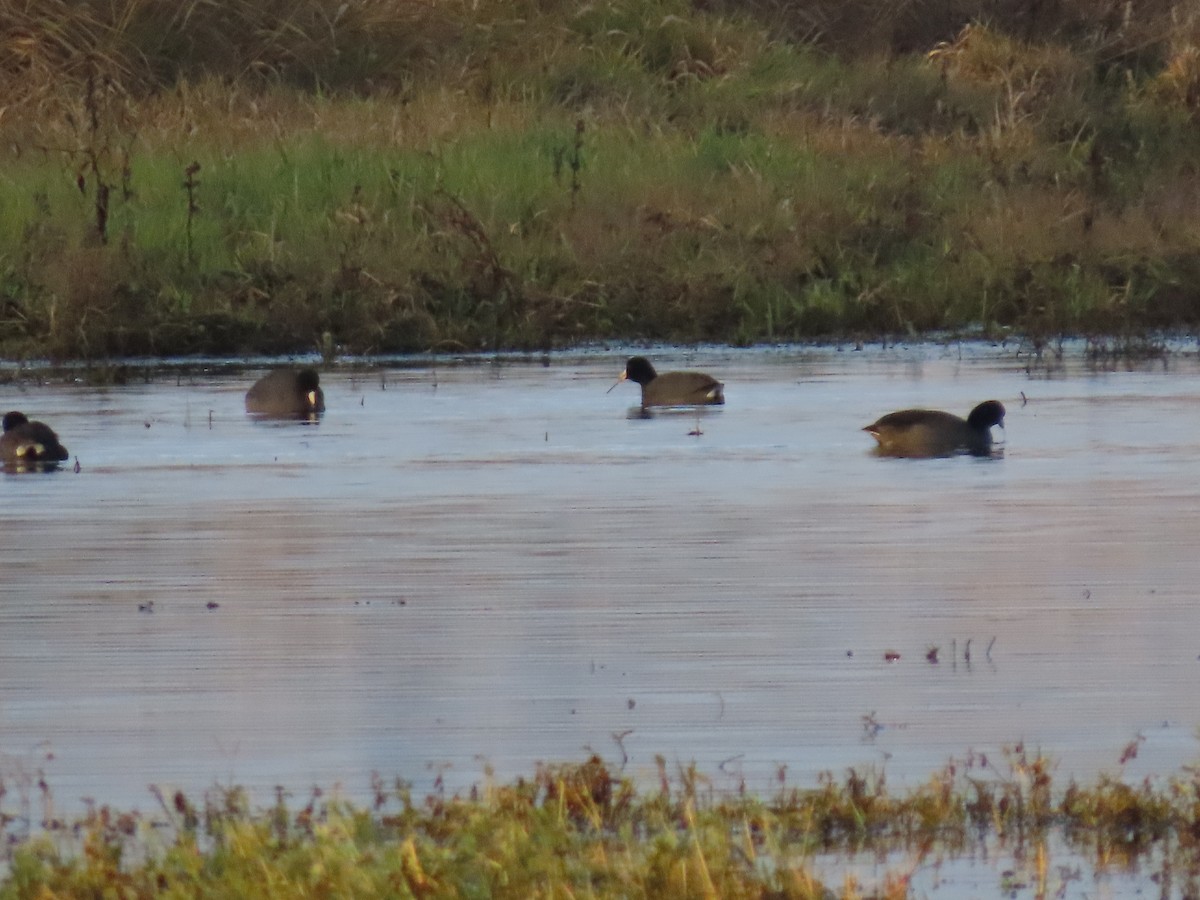 American Coot - ML647008247