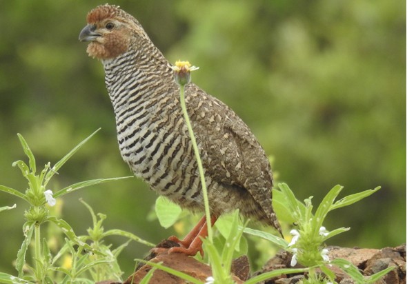 Перепілка скельна - ML647008253